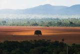 Cerrado brasileiro perdeu 28% da vegetação nativa em 40 anos