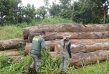 Operação Maravalha 2025: Ibama intensifica ações contra o desmatamento na Amazônia