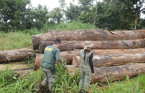 Operação Maravalha 2025: Ibama intensifica ações contra o desmatamento na Amazônia