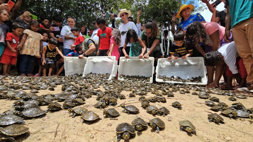 Mais de 4,9 mil quel&ocirc;nios s&atilde;o devolvidos &agrave; natureza na Reserva de Desenvolvimento Sustent&aacute;vel Igap&oacute;-A&ccedil;u