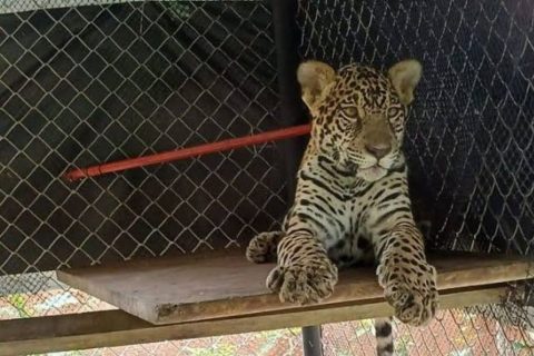 Filhote de onça resgatado é acolhido pelo Ibama em Manaus