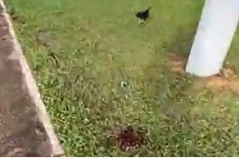 Empresário morre ao colidir moto contra um poste no interior do Amazonas