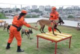 Cães heróis do Corpo de Bombeiros completam 2 anos de vida prestando serviço essencial no resgate de pessoas