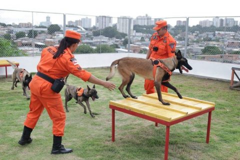 Cães heróis do Corpo de Bombeiros completam 2 anos de vida prestando serviço essencial no resgate de pessoas