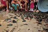 RDS Puranga conquista devolve 250 quelônios à natureza na comunidade Bela Vista do Jaraqui