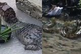 Chuva forte arrasta jacaré e cobra para casas próximas a igarapés de Manaus