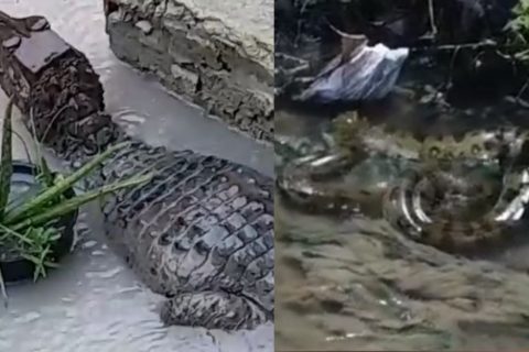 Chuva forte arrasta jacaré e cobra para casas próximas a igarapés de Manaus