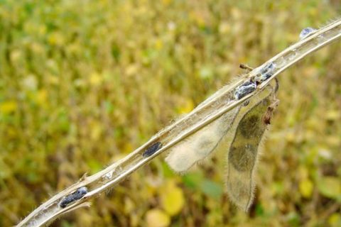 Embrapa e Unesp desenvolvem cultivo de fungo que controla o 'mofo branco'