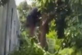 Bombeiros resgatam adolescente em árvore preso com zagaia na perna