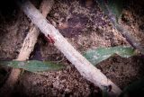 Pesquisa identifica deslocamento das formigas no Arquipélago de Anavilhanas