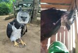 Gavião-real é resgatado com fratura e passa por tratamento em centro especializado em Manaus