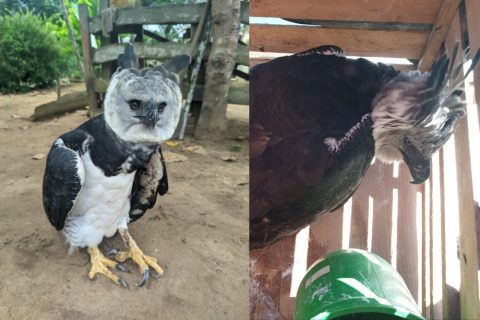 Gavião-real é resgatado com fratura e passa por tratamento em centro especializado em Manaus
