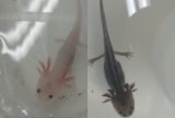 Comércio ilegal de axolotes ameaça biodiversidade e leva à apreensão em Manaus