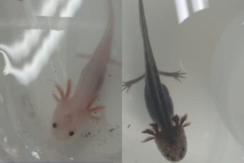 Comércio ilegal de axolotes ameaça biodiversidade e leva à apreensão em Manaus