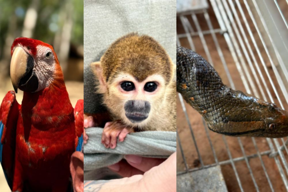 Operação Anhanguá: PC-AM desmonta esquema de exploração de animais silvestres em Iranduba Operação Anhanguá: PC-AM desmonta esquema de exploração de animais silvestres em Iranduba