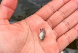 Pesquisa aprimora tecnologia para reprodução de peixes em Itacoatiara