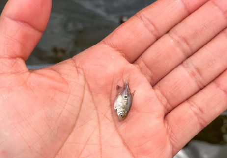 Pesquisa aprimora tecnologia para reprodução de peixes em Itacoatiara