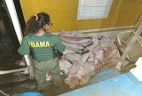 Operação Gaspar I combate pesca ilegal e apreende 4 toneladas de pescado na RDS Piagaçu-Purus