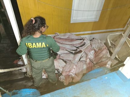 Operação Gaspar I combate pesca ilegal e apreende 4 toneladas de pescado na RDS Piagaçu-Purus