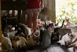Mutirão castra 80 gatos e resgata animais em situação de risco no Careiro da Várzea