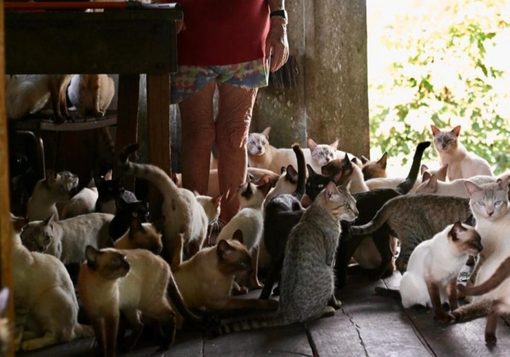 Mutirão castra 80 gatos e resgata animais em situação de risco no Careiro da Várzea Mutirão castra 80 gatos e resgata animais em situação de risco no Careiro da Várzea