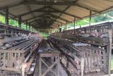Fiscalização notifica seis granjas em Iranduba e Manacapuru por falta de licença ambiental
