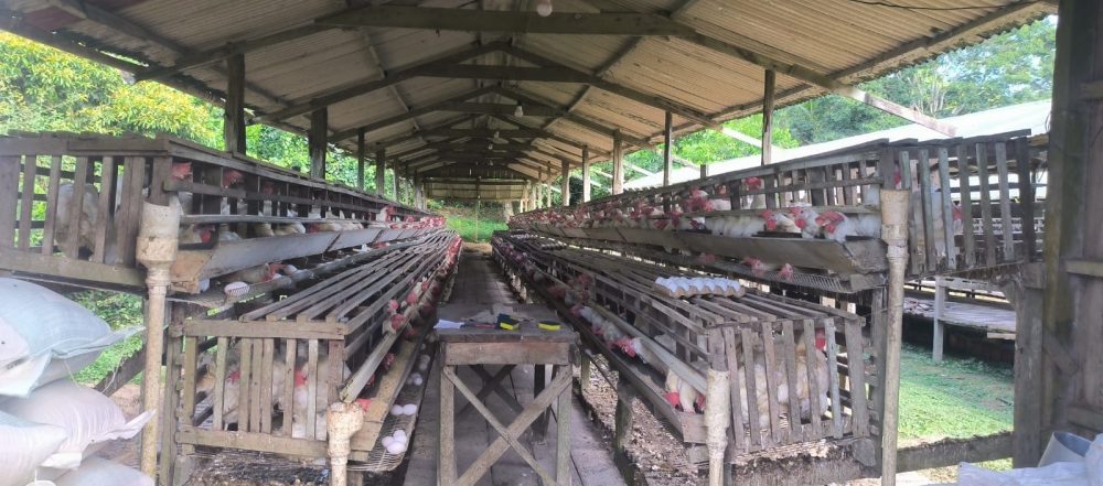 Fiscalização notifica seis granjas em Iranduba e Manacapuru por falta de licença ambiental Fiscalização notifica seis granjas em Iranduba e Manacapuru por falta de licença ambiental