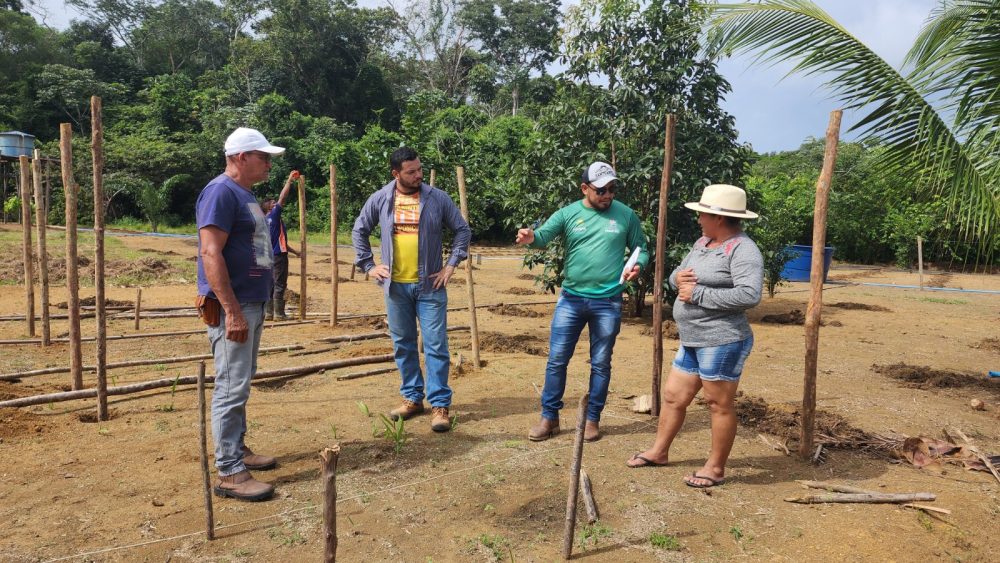 Cultivo de melancia em sistema vertical gera bons resultados e impulsiona agricultura em Parintins Cultivo de melancia em sistema vertical gera bons resultados e impulsiona agricultura em Parintins