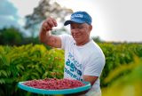 Com apoio da Eneva, agricultores de Silves realizam primeira colheita de café agroflorestal