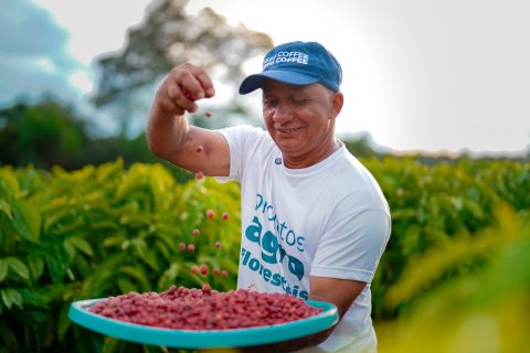 Com apoio da Eneva, agricultores de Silves realizam primeira colheita de café agroflorestal
