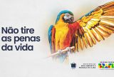 Festival de Parintins 2025: Ibama lança campanha “Não tire as penas da vida” pela proteção das aves silvestres