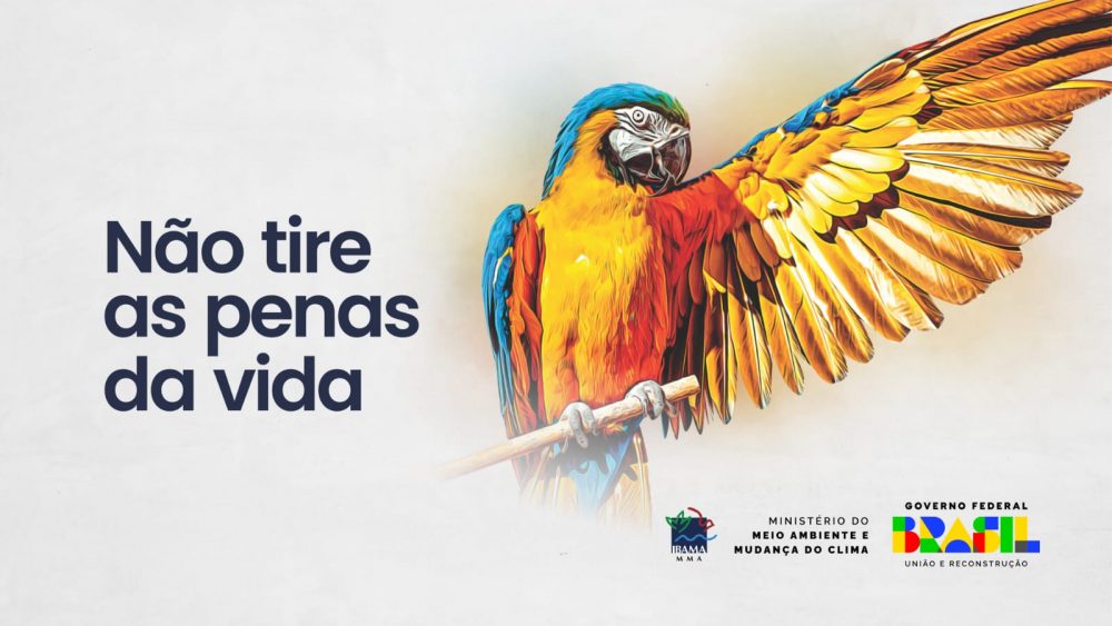 Festival de Parintins 2025: Ibama lança campanha “Não tire as penas da vida” pela proteção das aves silvestres Festival de Parintins 2025: Ibama lança campanha “Não tire as penas da vida” pela proteção das aves silvestres