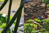 Corpo de mulher é encontrado boiando no Rio Madeira em Manicoré