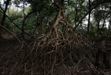Parceria entre pesquisadores e comunidades protege mangues na Amazônia