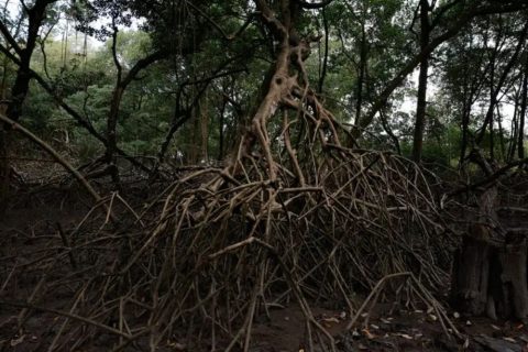 Parceria entre pesquisadores e comunidades protege mangues na Amazônia