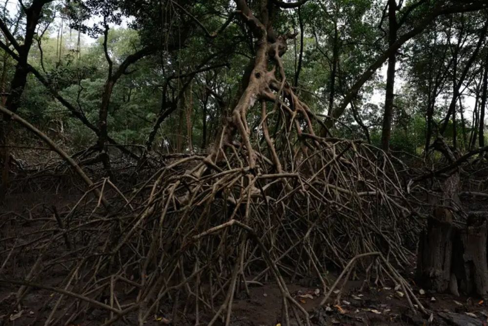 Parceria entre pesquisadores e comunidades protege mangues na Amazônia Parceria entre pesquisadores e comunidades protege mangues na Amazônia