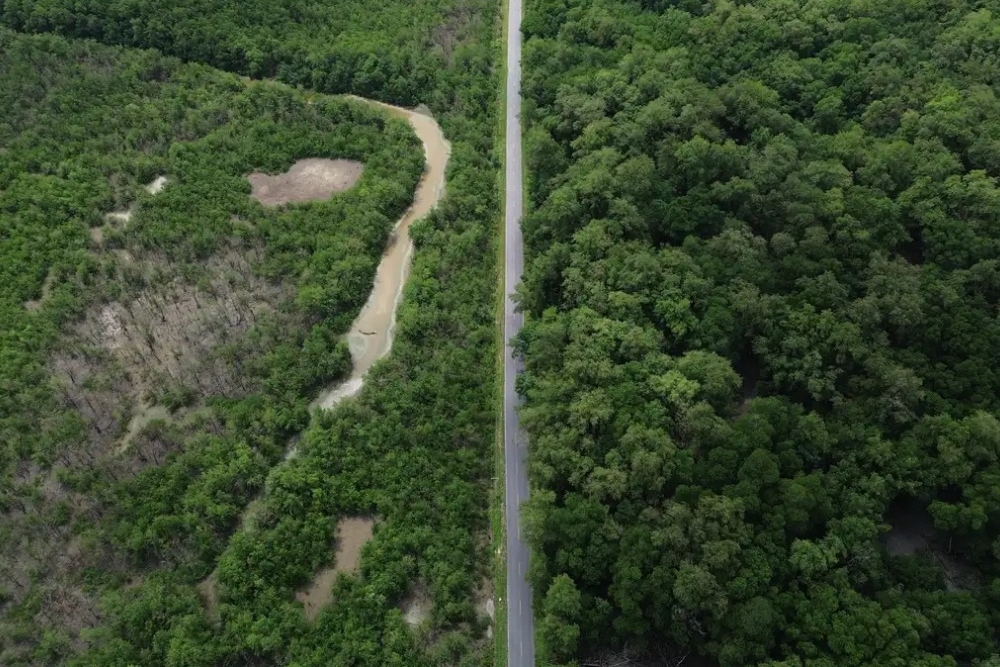 Construção de rodovias seca solo e ameaça mangue amazônico Construção de rodovias seca solo e ameaça mangue amazônico