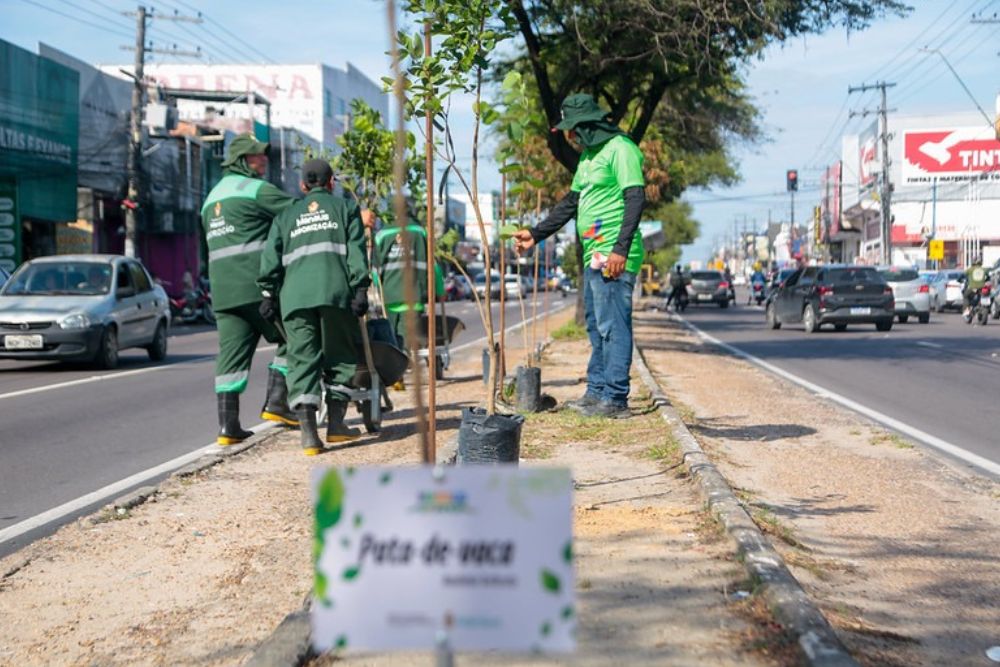 Arborização bate recorde em Manaus com plantio de 15 mil mudas em 2025 Arborização bate recorde em Manaus com plantio de 15 mil mudas em 2025