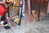 Cachorro é resgatado após ficar preso em grade ao se assustar com fogos em Manacapuru