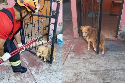 Cachorro é resgatado após ficar preso em grade ao se assustar com fogos em Manacapuru