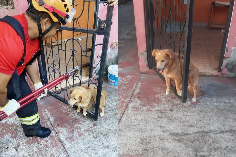 Cachorro é resgatado após ficar preso em grade ao se assustar com fogos em Manacapuru Cachorro é resgatado após ficar preso em grade ao se assustar com fogos em Manacapuru