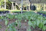 Agricultura familiar terá R$ 60 milhões para fomentar bioinsumos