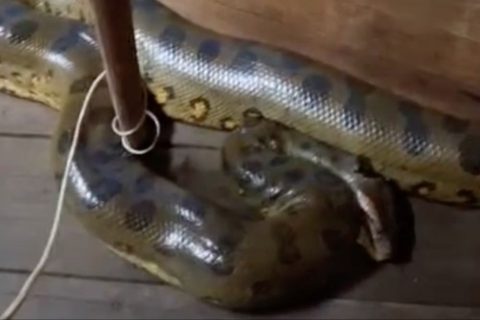 Sucuri de quase 4 metros cai sobre geladeira e assusta moradores no interior do AM