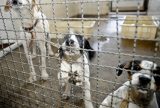 Câmara aprova projeto que veta testes cosméticos em animais