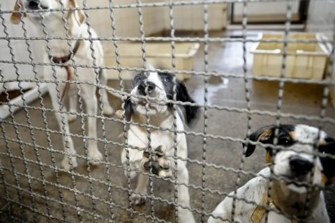 Câmara aprova projeto que veta testes cosméticos em animais