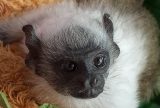 Ibama alerta para preservação do Sauim-de-Coleira mascote ameaçado de Manaus