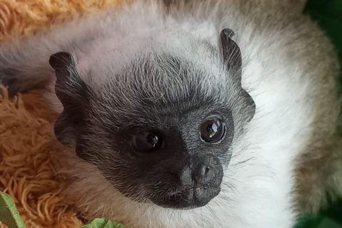 Ibama alerta para preservação do Sauim-de-Coleira mascote ameaçado de Manaus