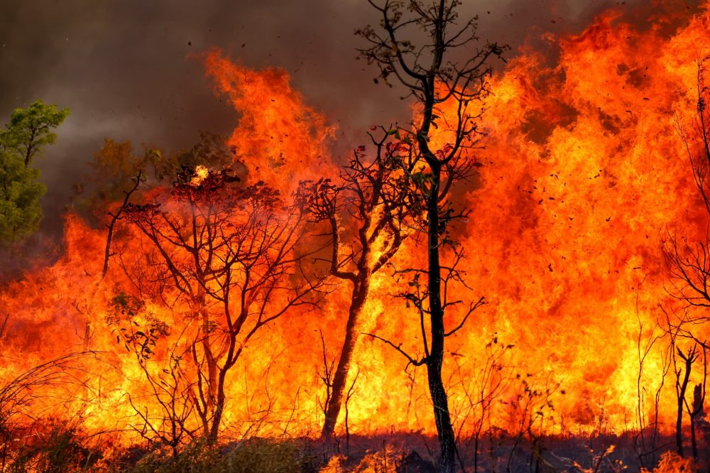 MP do Amazonas reforça combate a queimadas em Nova Olinda do Norte e Careiro da Várzea MP do Amazonas reforça combate a queimadas em Nova Olinda do Norte e Careiro da Várzea
