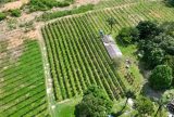 Plantação de pitaya fomenta renda e integra merenda escolar na zona rural de Manaus