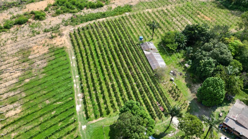 Planta&ccedil;&atilde;o de pitaya fomenta renda e integra merenda escolar na zona rural de Manaus